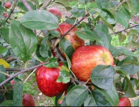 Æbletræ \'Rød Gråsten\'