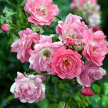 Rose - 'Heidetraum' ®