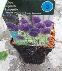 Prydløg 'Purple Sensation'