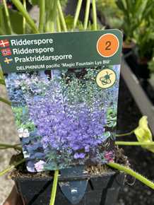 Ridderspore 