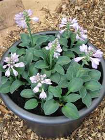 Hosta `Blue Mouse Ears`