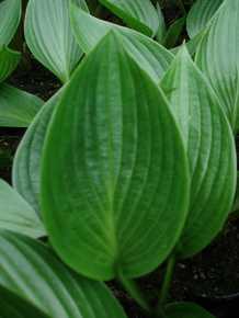 Hosta `Devon Green'