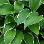 Hosta 'Francee'