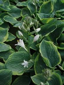 Hosta 'Frances Williams'