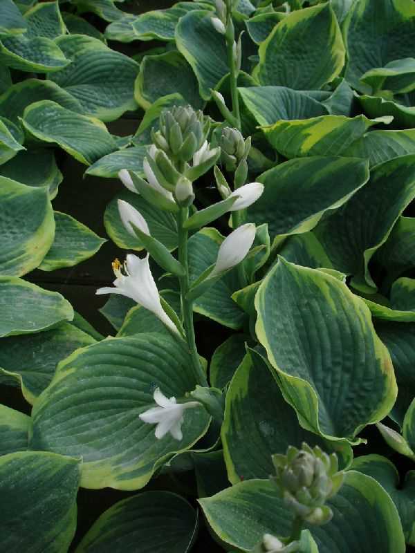 Hosta \'Frances Williams\'