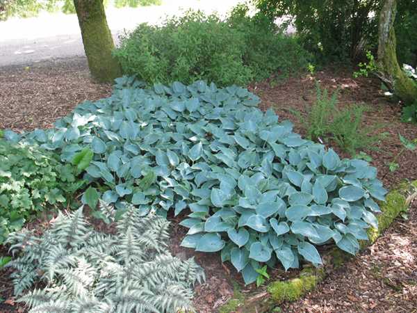 Hosta \'Halcyon\'