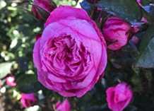 Rose - CPH Garden in Bloom™- Plant'n' Relax®