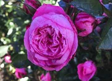 Rose - CPH Garden in Bloom™- Plant\'n\' Relax®