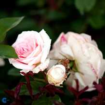 Slyngrose - 'WHITE NIGHTS' ®