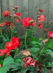 Nellikerod - Geum chiloense 'Scarlet Tempest'