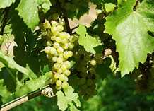 Kernefri Vinplante - 'Himrod' 
