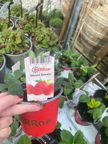 Mount Everest jordbærplante