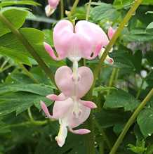 Løjtnantshjerte (Dicentra spectabilis cupid®)