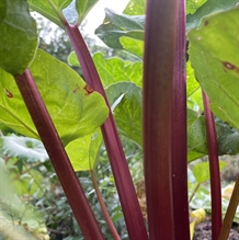 Rabarber Springbarber® 'REDBARBER'®