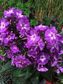 Høstfloks phlox Adessa® Special Purple Star