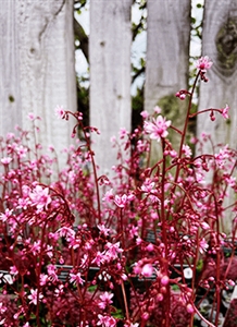 Porcelænsblomst 'Elliott's Variety