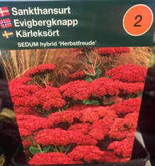 Sankthansurt hybrid 'Herbstfreude'