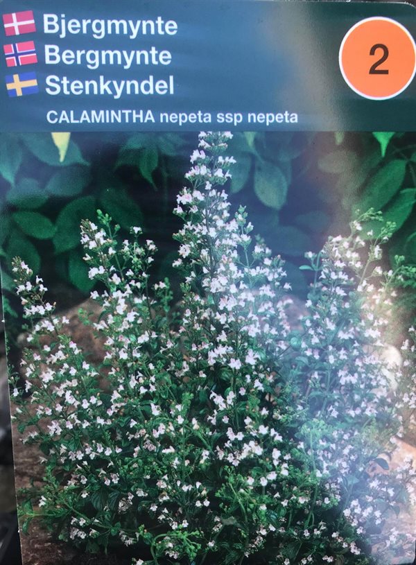 Bjergmynte nepeta