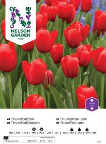 Tulipan Triumf Rød