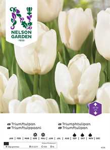 Tulipan triumf hvid