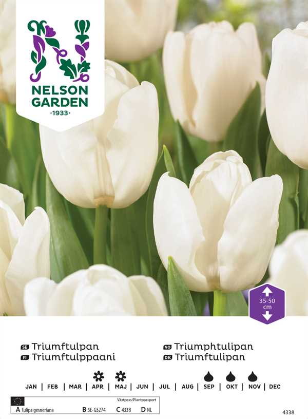 Tulipan triumf hvid