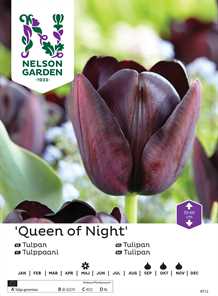 Tulipan `Queen of Night`