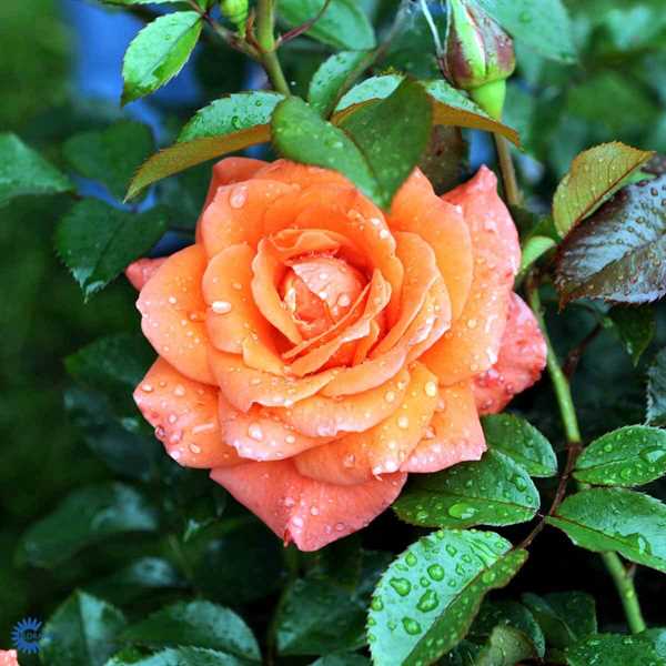 \'Prinsesse Marie\' - Storblomstrende rose