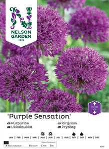 Prydløg `Purple Sensation`