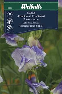 Ærteblomst `Blue Ripple`