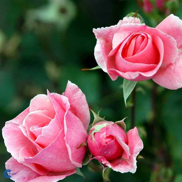 \'Queen Elizabeth\' - Storblomstrende rose