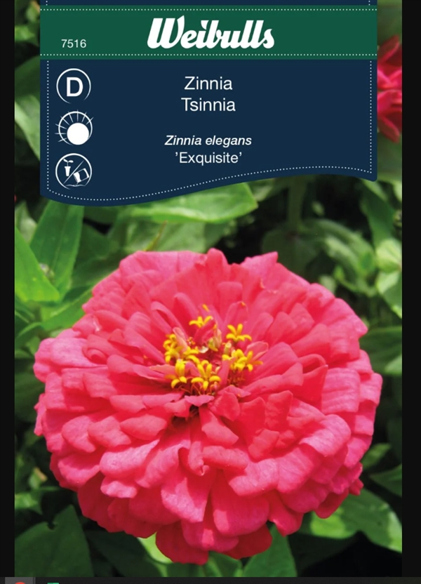 Zinnia \'Exquisite\'