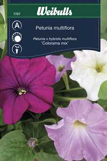 Petunia multiflora
