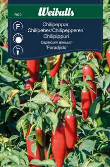 Chillipeber `Foradjido`