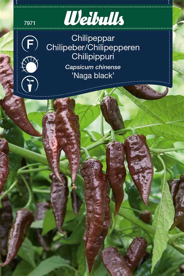 Chillipeber `Naga black`