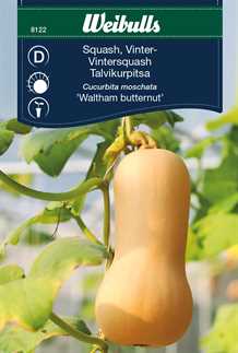 Vinter Squash `Waltham butternut`