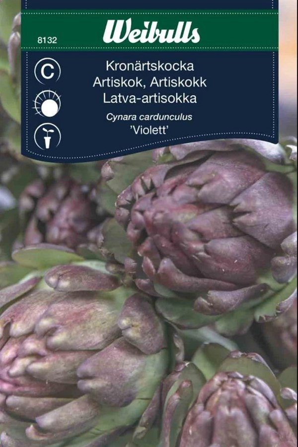 Artiskok \'Violet de Provence\'