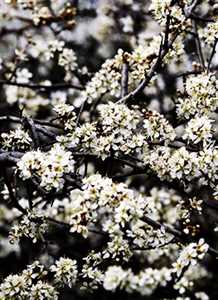 Slåen - Prunus spinosa