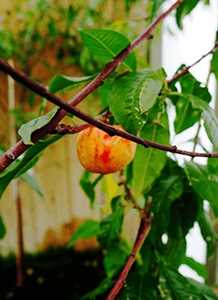 Prunus nucipersica 'Nectared'