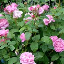 Engelsk rose 'Mary Rose'