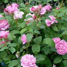 'Mary Rose' - Engelsk Rose