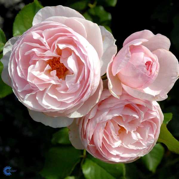\'Heritage\' - Engelsk Rose 