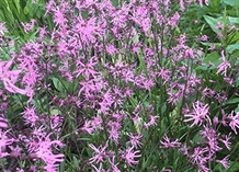 Jupitersblomst 'Lychnis Flos-Cuculi'