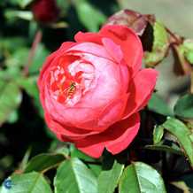 'Benjamin Britten' Engelsk rose