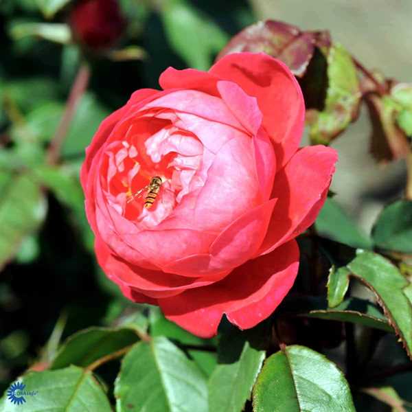 \'Benjamin Britten\' Engelsk rose