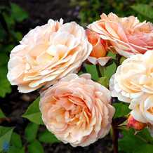 'Charles Austen' Engelsk rose