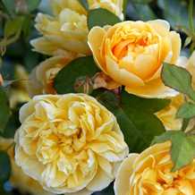 'Charlotte' Auspoly - Engelsk rose