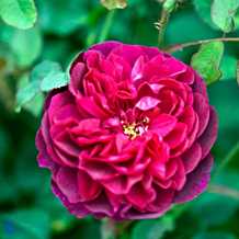 'Darcey Bussell' Ausdecorum - Engelsk rose