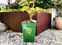 'Darcey Bussell' Ausdecorum - Engelsk rose