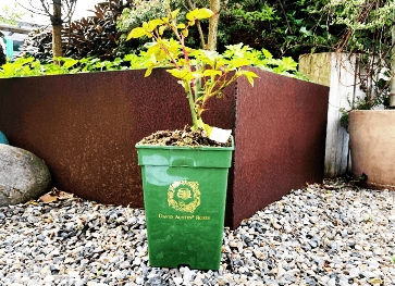 \'Darcey Bussell\' Ausdecorum - Engelsk rose