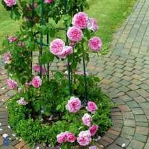'Gertrude Jekyll' Ausbord - Engelsk rose